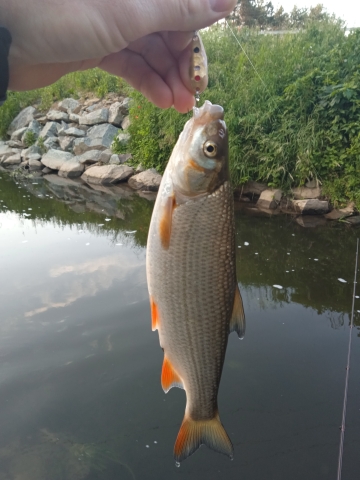 IMG_20230624_201355.jpg