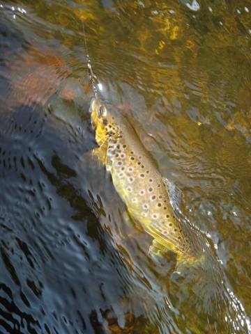 IMG_20250612_113732_1.jpg