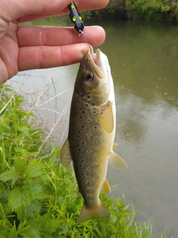 IMG_20260517_161425.jpg